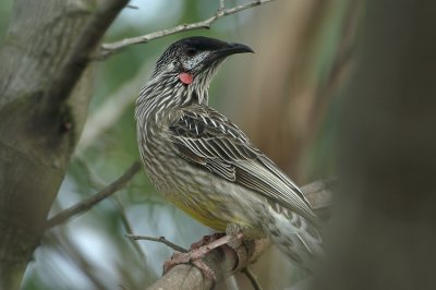 05842 - Red Wattlebird - Anthochaera carunculata