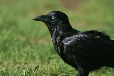 06757 - Little Raven - Corvus mellori