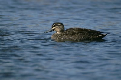 Pacific Black Duck