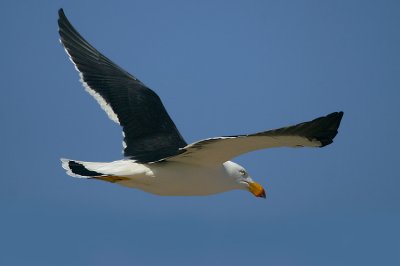 01702 - Pacific Gull - Larus pacificus