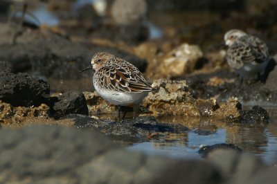 01625 - Red-necked Stint - Calidris ruficollis