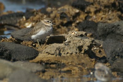 Double-bandedPlover