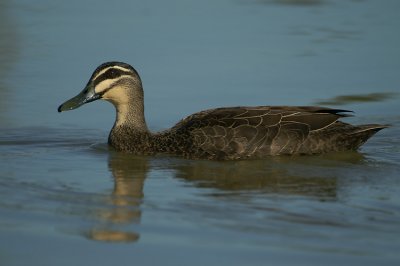00156 - Pacific Black Duck - Anas superciliosa