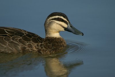 Pacific Black Duck