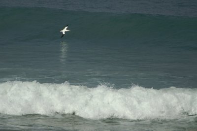 Australasian Gannet