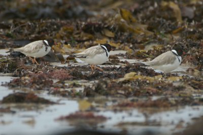 01527 - Hooded Dotterel - Thinornis cucullatus