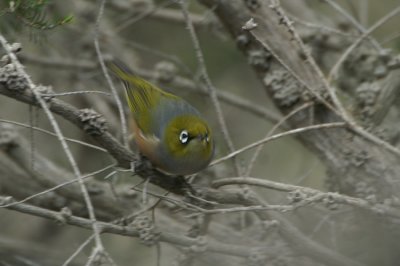 Silvereye