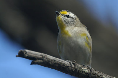 Spotted Pardalote