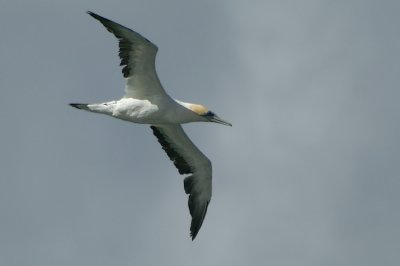 Australasian Gannet