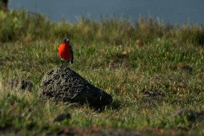 Flame Robin