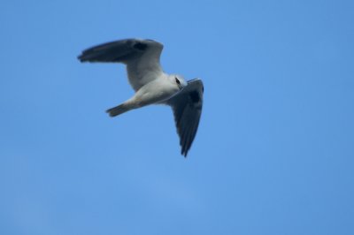 00942 - Black-shouldered Kite - Elanus axillaris
