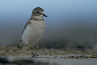 Double-banded Plover