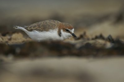 Red-capped Plover