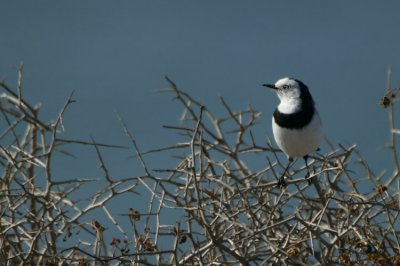 05825 - White-fronted Chat - Epthianura albifrons