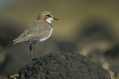 01513 - Red-capped Plover - Charadrius ruficapillus