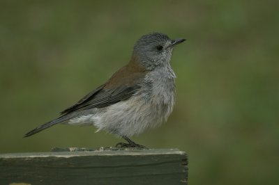 Grey Shrike-Thrush