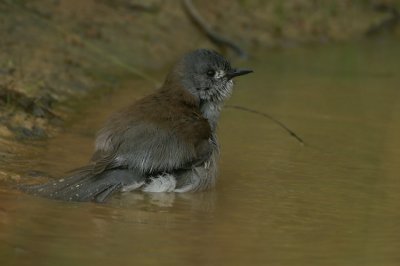 Grey Shrike-Thrush