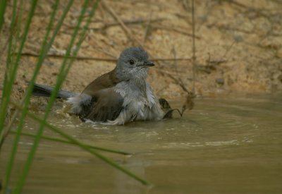 Grey Shrike-Thrush