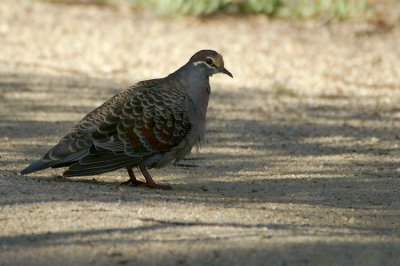 01909 - Common Bronzewing - Phaps chalcoptera