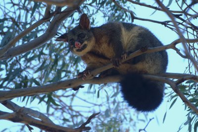 Brush-tailed Possum