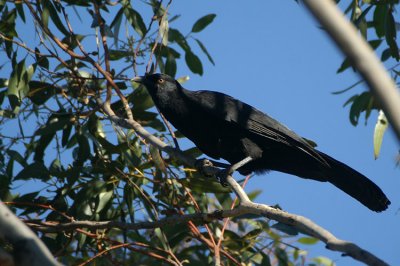 White-winged Chough