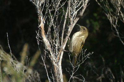 Crescent Honeyeater