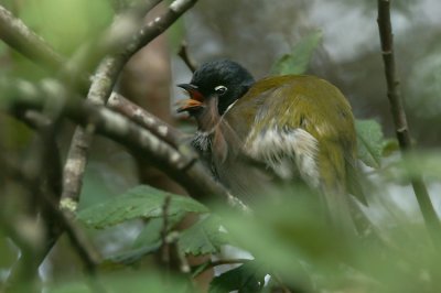 Black-headed Honeyeater