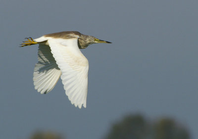 00826 - Squacco Heron - Ardeola ralloides
