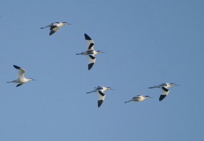 01462 - Pied Avocet - Recurvirostra avosetta