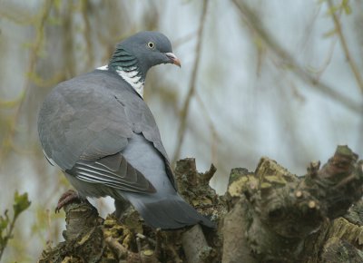 01821 - Common Wood Pigeon - Columba palumbus