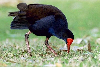 01362 - Purple Swamphen - Porphyrio porphyrio