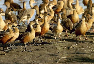 00071 - Wandering Whistling Duck - Dendrocygna arcuata & eytoni