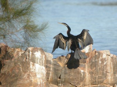 Australische Slangenhalsvogel