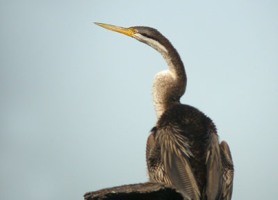 Australische Slangenhalsvogel