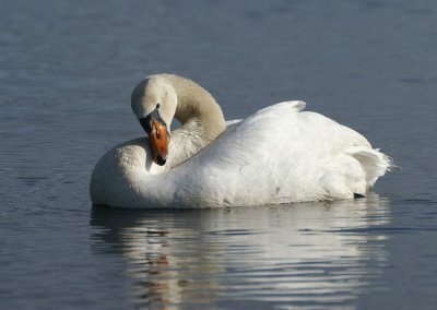 Mute Swan