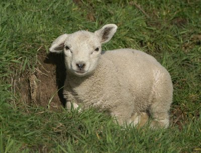 Lammetje