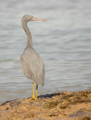 Pacific Reef Heron