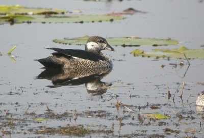 00136 - Green Pygmy Goose - Nettapus pulchellus