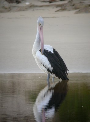 Australische Pelikaan