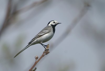 White Wagtail