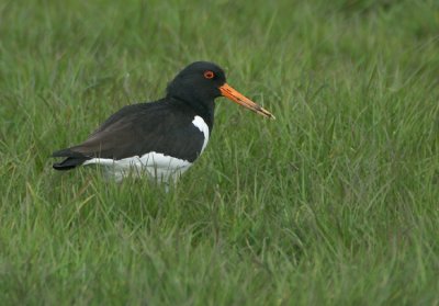 01448 - Eurasian Oystercatcher - Haematopus ostralegus