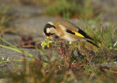 09768 - European Goldfinch - Carduelis carduelis