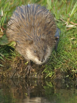 Muskusrat