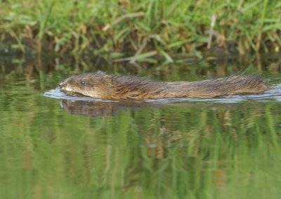 Muskusrat