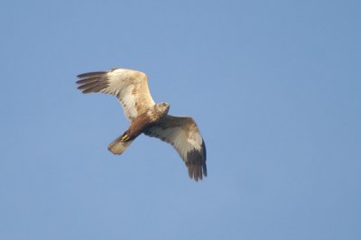 01104 - Western Marsh Harrier - Circus aeruginosus