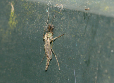 Insect