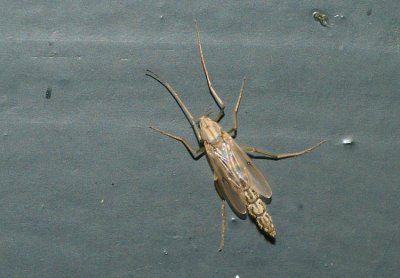 Insect