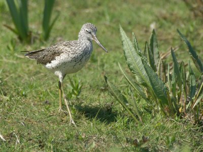 Common Greenshank