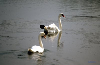 Mute swans,the natiomal bird of Denmark