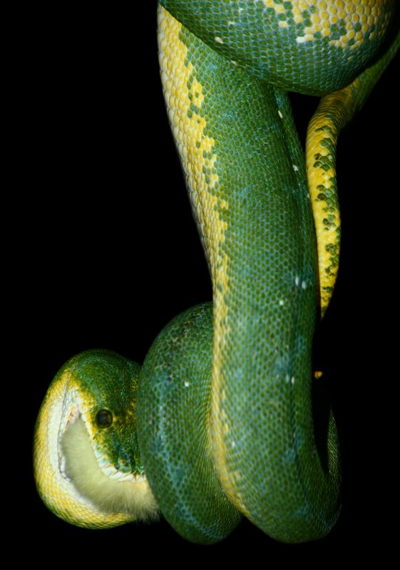 Green Tree Python